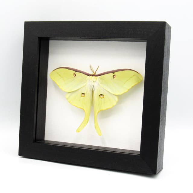 Real XL Luna Moon Moth framed taxidermy - Actias luna - Victorian mount