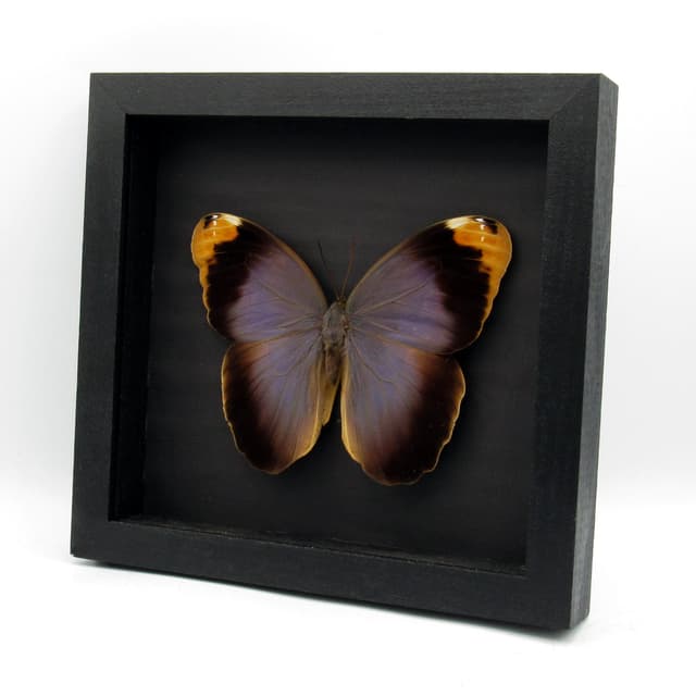 Real GIANT purple Owl Butterfly framed taxidermy - Caligo beltrao - female - 6.25 inch wingspan