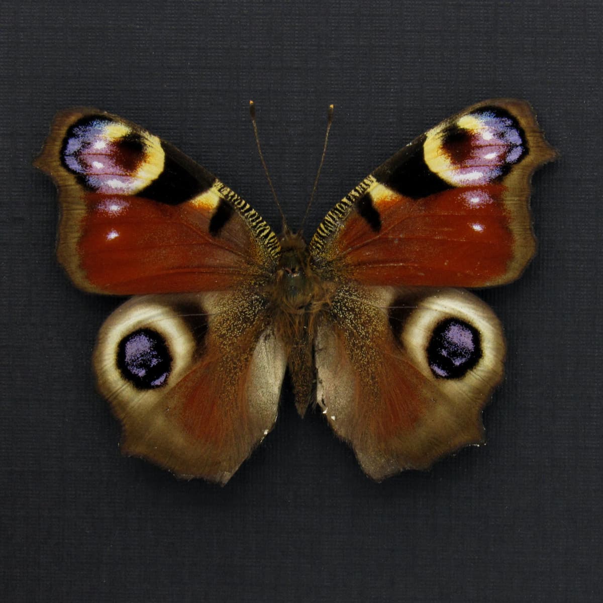 Real red Peacock butterfly framed taxidermy - Inachis io