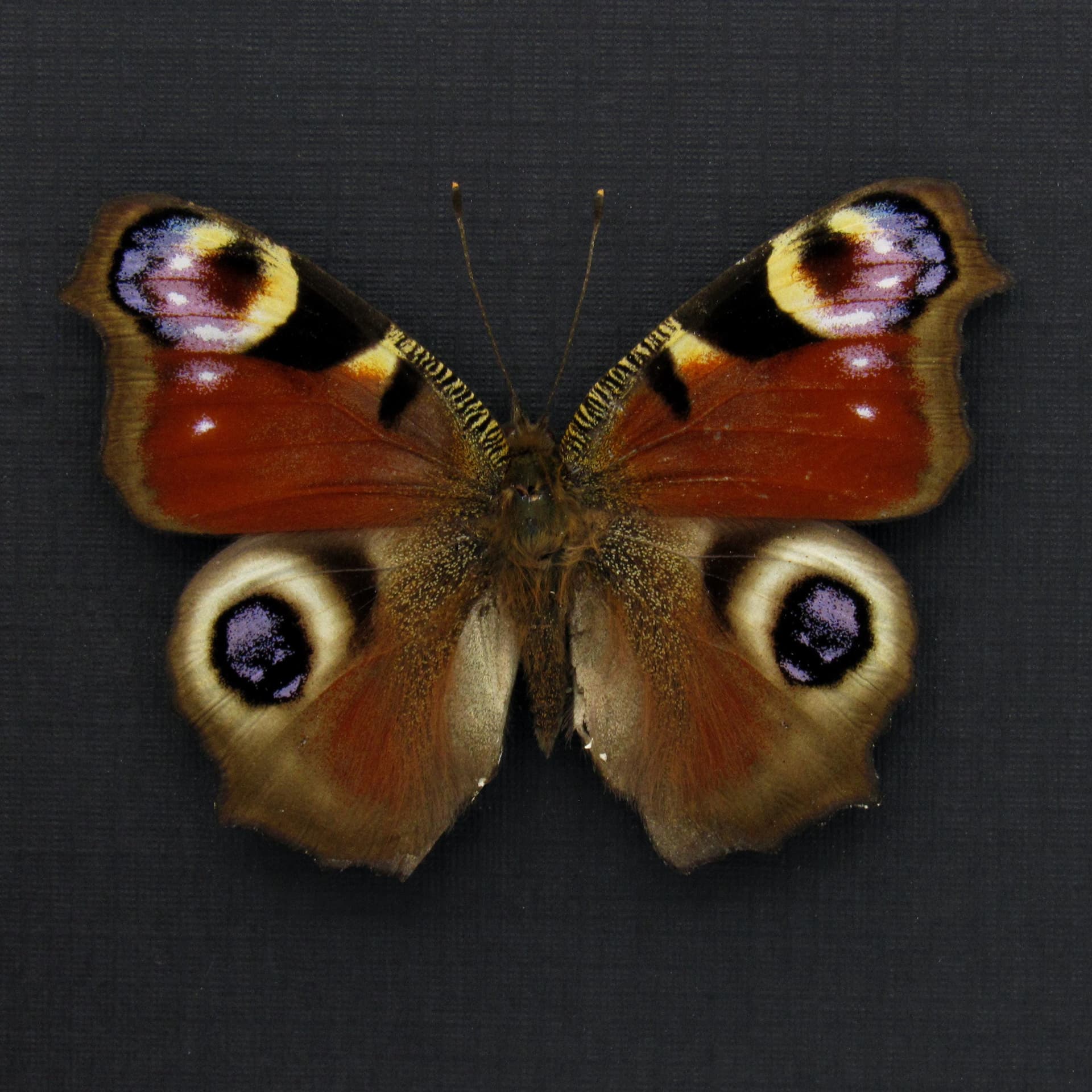 Real red Peacock butterfly framed taxidermy - Inachis io