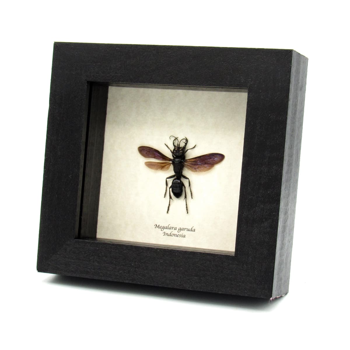 Very rare King Of Wasps framed taxidermy - Megalara garuda
