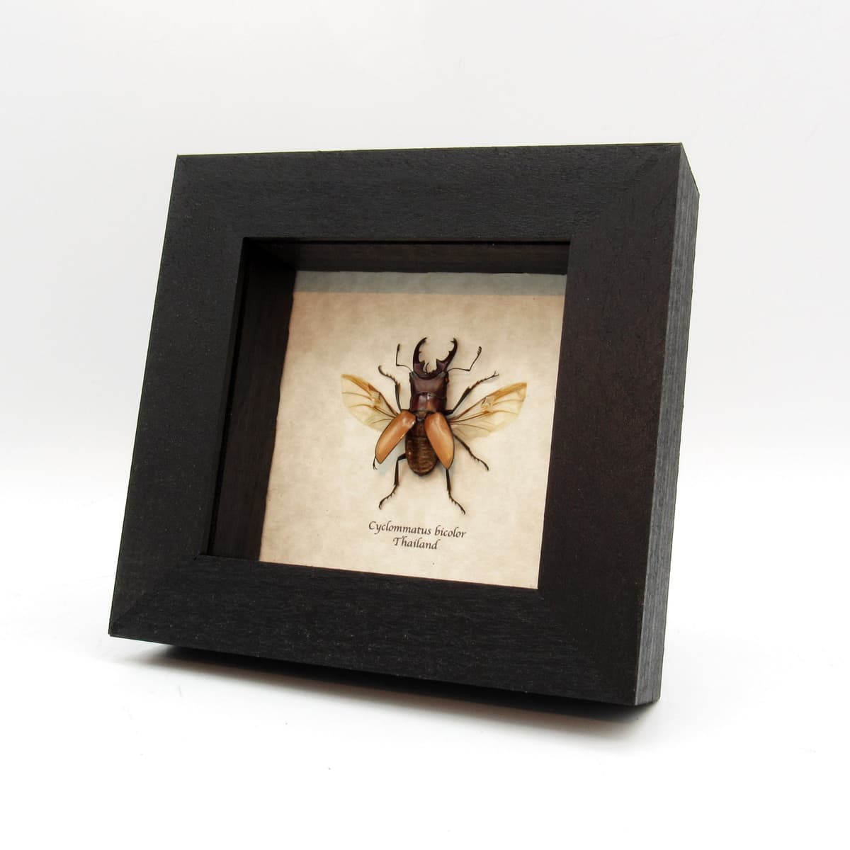 Real Stag beetle framed taxidermy - Cyclommatus bicolor