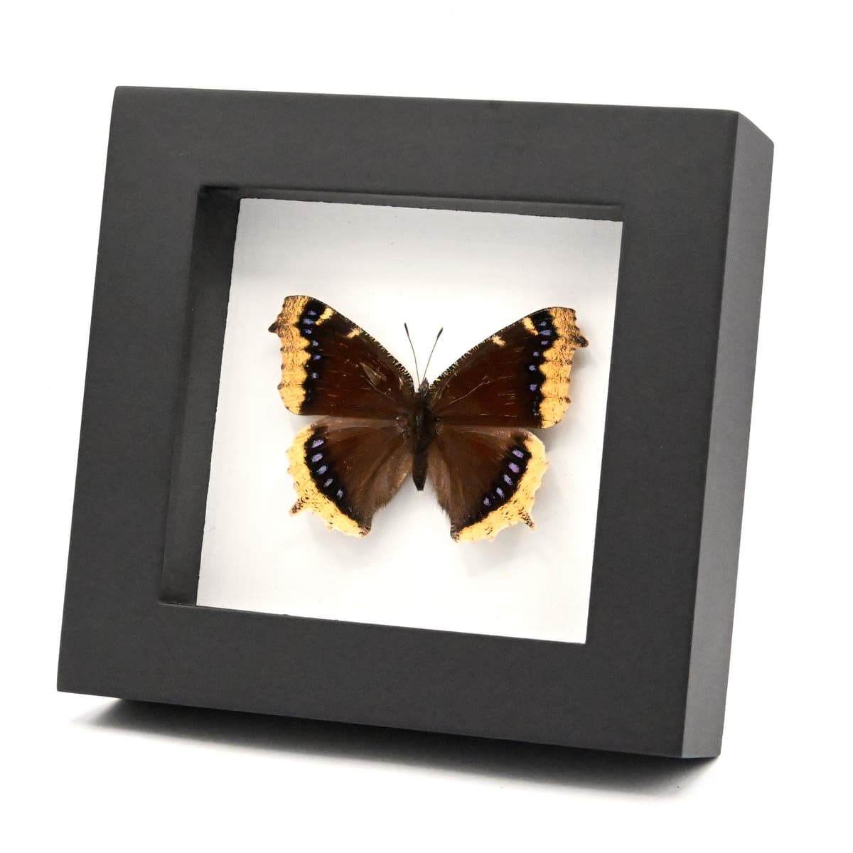Real Mourning Cloak butterfly framed taxidermy - Nymphalis antiopa