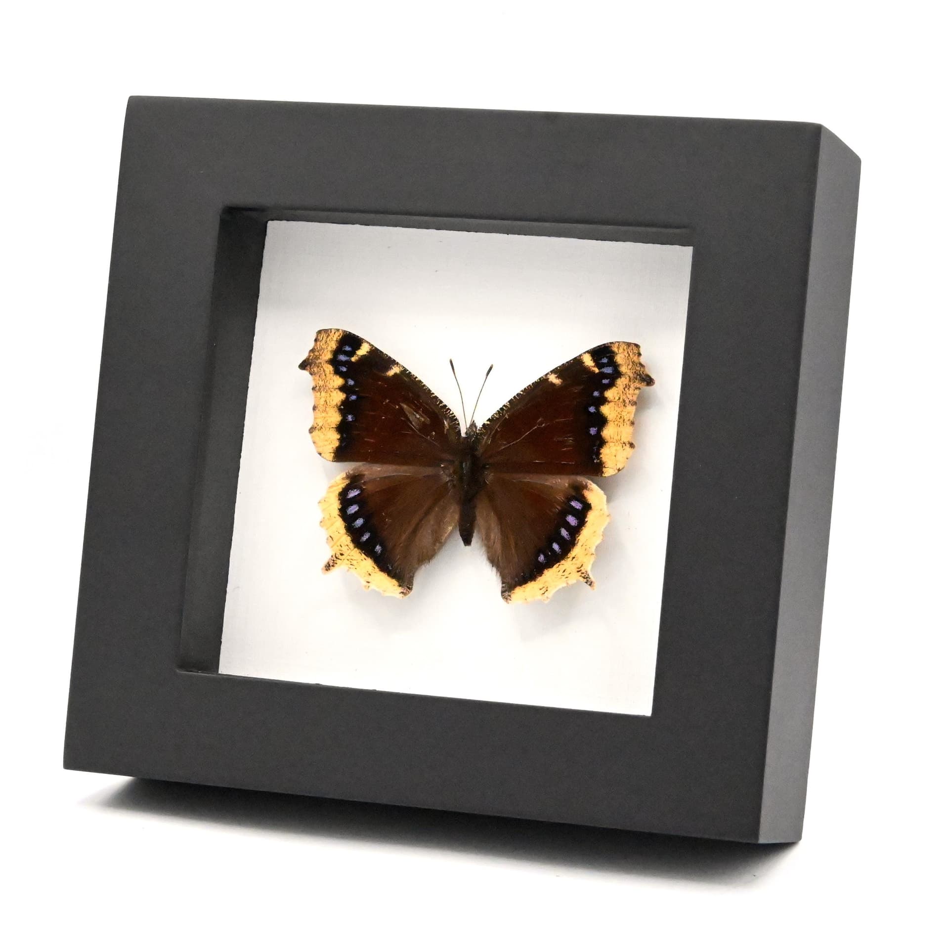 Real Mourning Cloak butterfly framed taxidermy - Nymphalis antiopa