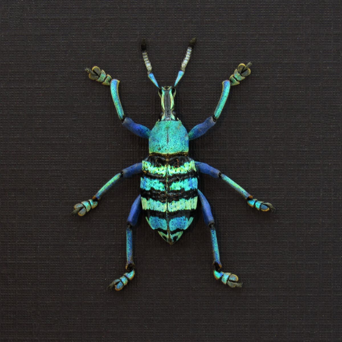 Real metallic weevil framed taxidermy - Eupholus magnificus