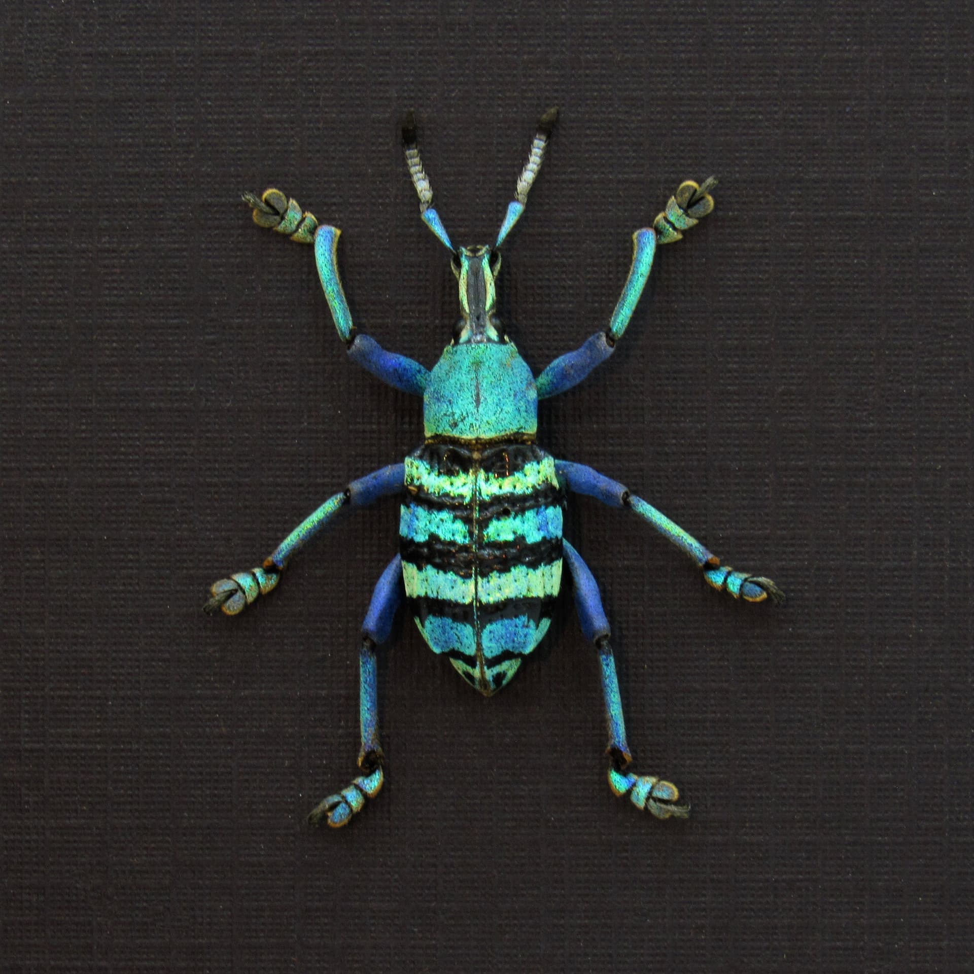Real metallic weevil framed taxidermy - Eupholus magnificus