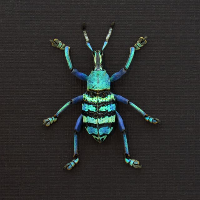 Real metallic weevil framed taxidermy - Eupholus magnificus