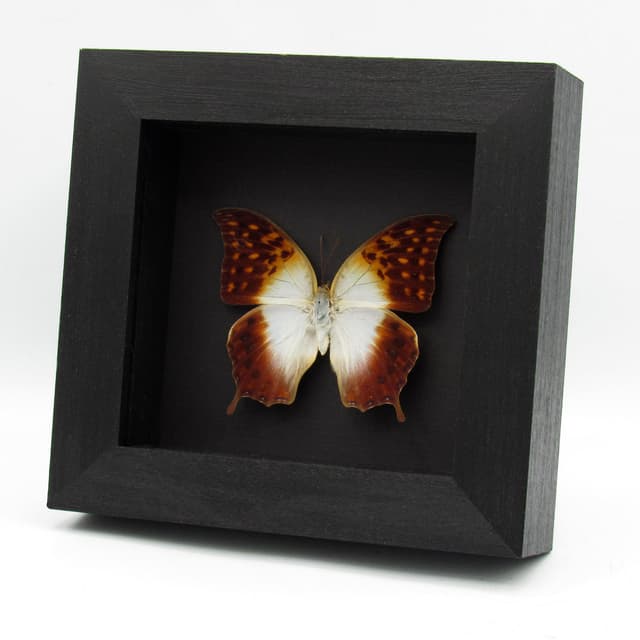 Real sunrise butterfly framed taxidermy - Charaxes fulvescens - female