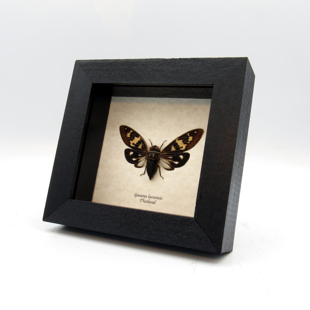 Real pale green Cicada framed taxidermy - Gaeana laosensis