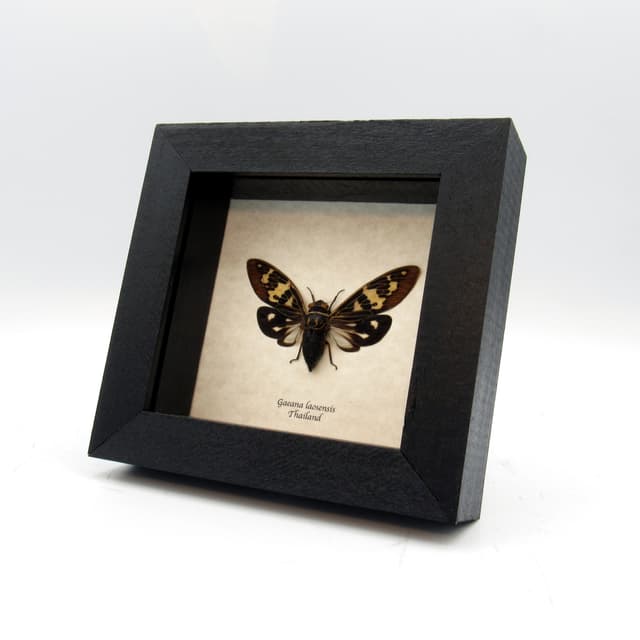 Real pale green Cicada framed taxidermy - Gaeana laosensis