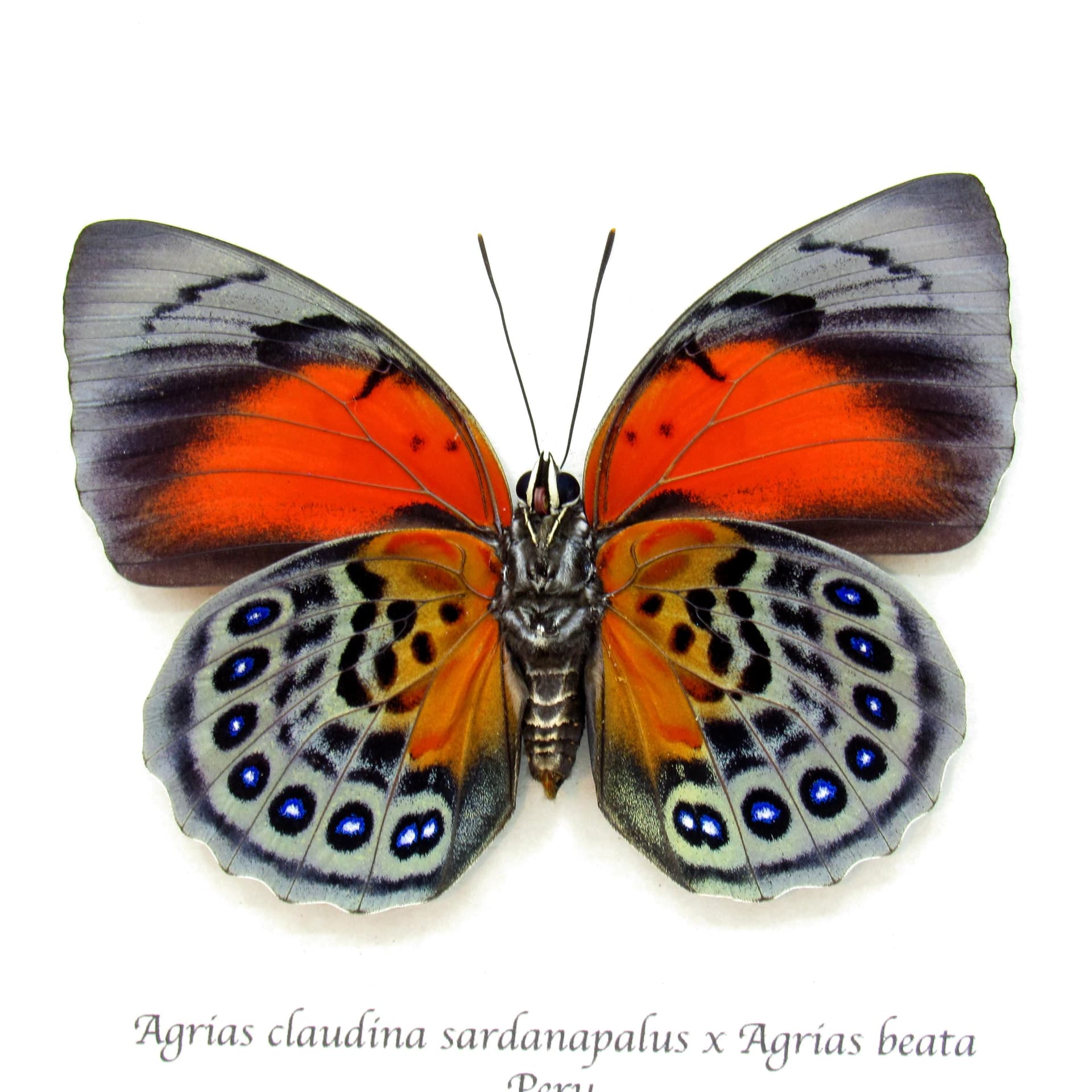 Stunning real hybrid Agrias butterfly framed taxidermy - Agrias claudina sardanapalus x Agrias beata - female