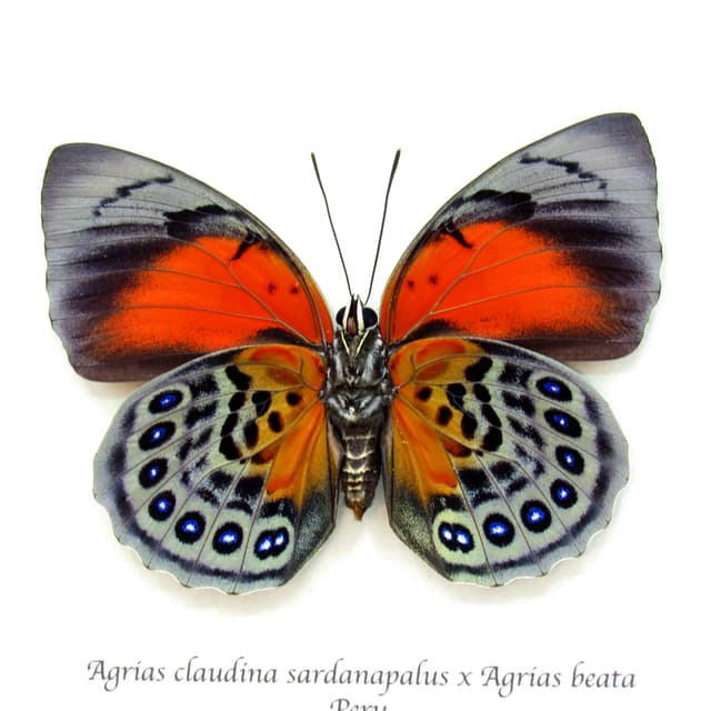 Stunning real hybrid Agrias butterfly framed taxidermy - Agrias claudina sardanapalus x Agrias beata - female