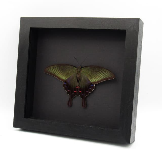 Rare XL black Peacock butterfly framed taxidermy - Papilio dehaani - large female - summer form - Victorian mount