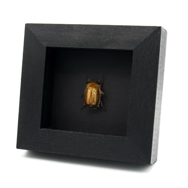 Rare Woolly Leaf Chafer beetle framed specimen - Sparrmannia flava
