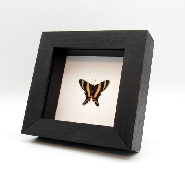 Rare Metalmark butterfly framed taxidermy - Ancyluris aulestes - female - Victorian mount