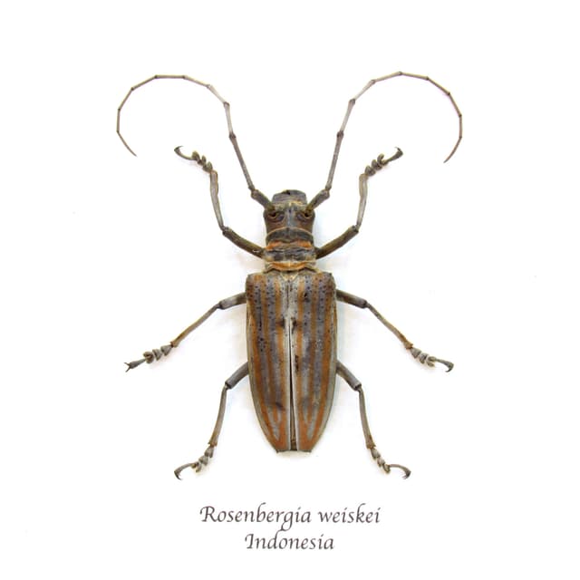 Rare Longhorn beetle framed taxidermy - Rosenbergia weiskei