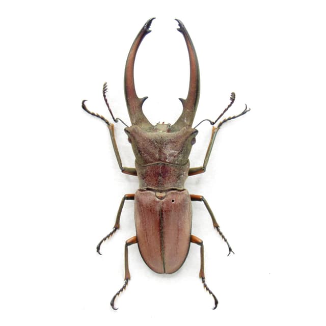 Real Stag beetle framed taxidermy - Cyclommatus canalicatus freygesseneri