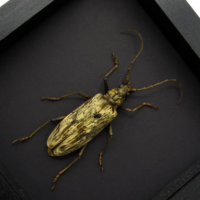 Real Giant Velvet Longhorn beetle framed taxidermy - Neocerambyx gigas - female - XL specimen