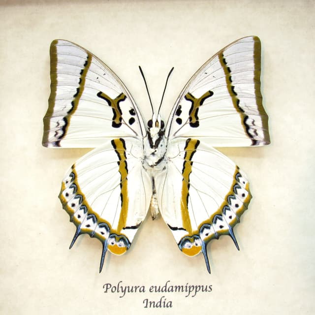 Real XL pearlescent Great Nawab butterfly framed taxidermy - Polyura eudamippus