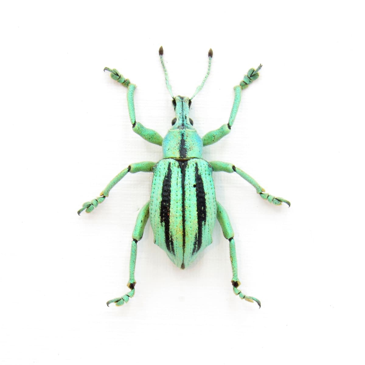 Real glitter Weevil beetle framed taxidermy - Eupholus cuvieri
