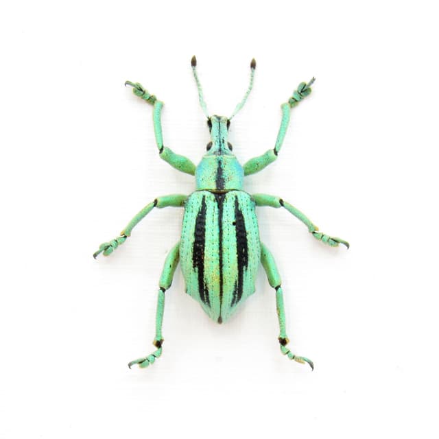 Real glitter Weevil beetle framed taxidermy - Eupholus cuvieri