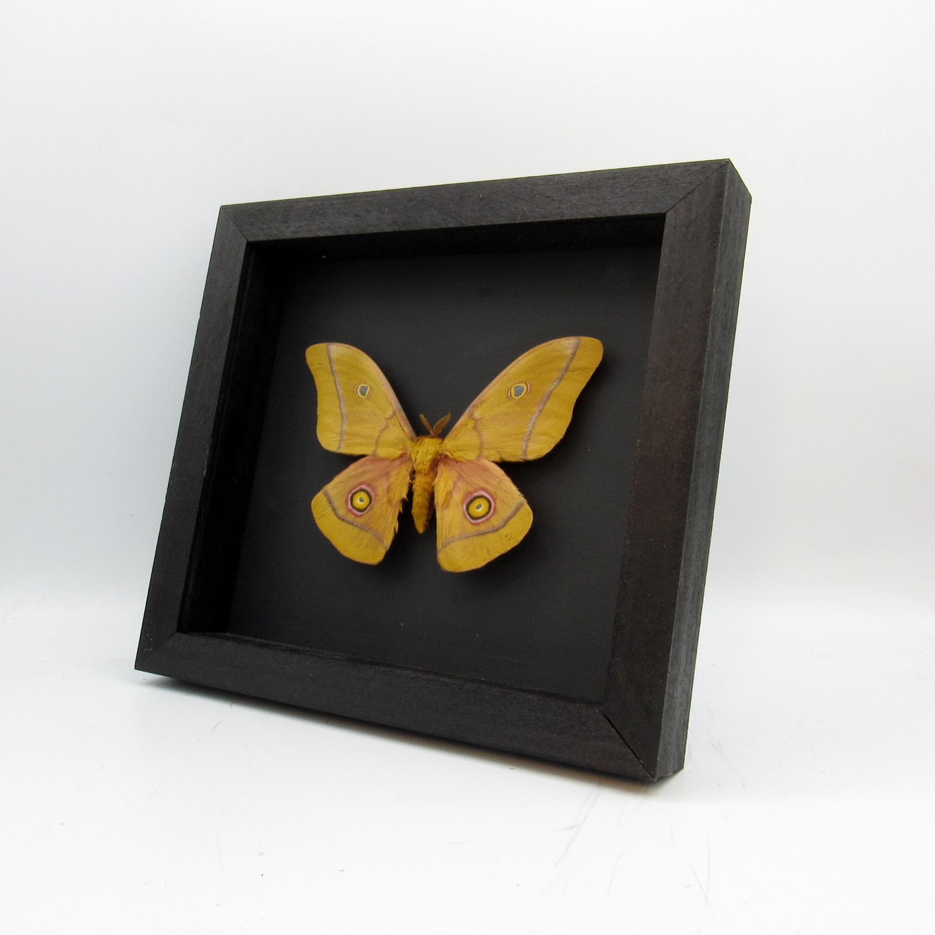 Real Giant Emperor moth framed taxidermy - Nudaurelia krucki - large size