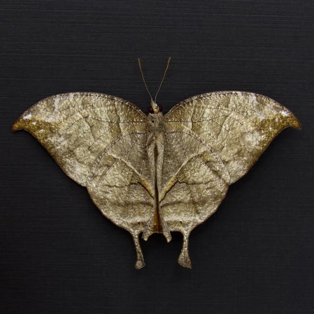 Rare bronze butterfly framed - Consul electra - female - Victorian mount