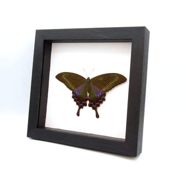 Real large Alpine Black Swallowtail framed taxidermy - Papilio maackii - female - Victorian mount