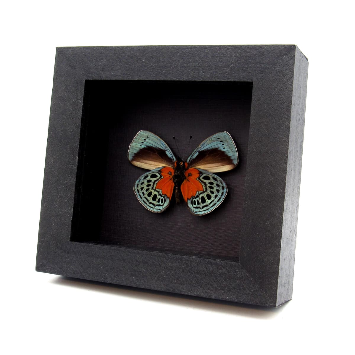 Real blood red butterfly framed taxidermy - Asterope optima