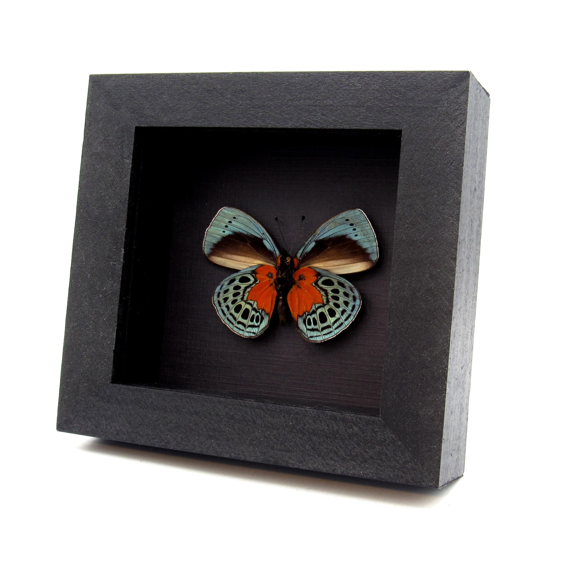 Real blood red butterfly framed taxidermy - Asterope optima