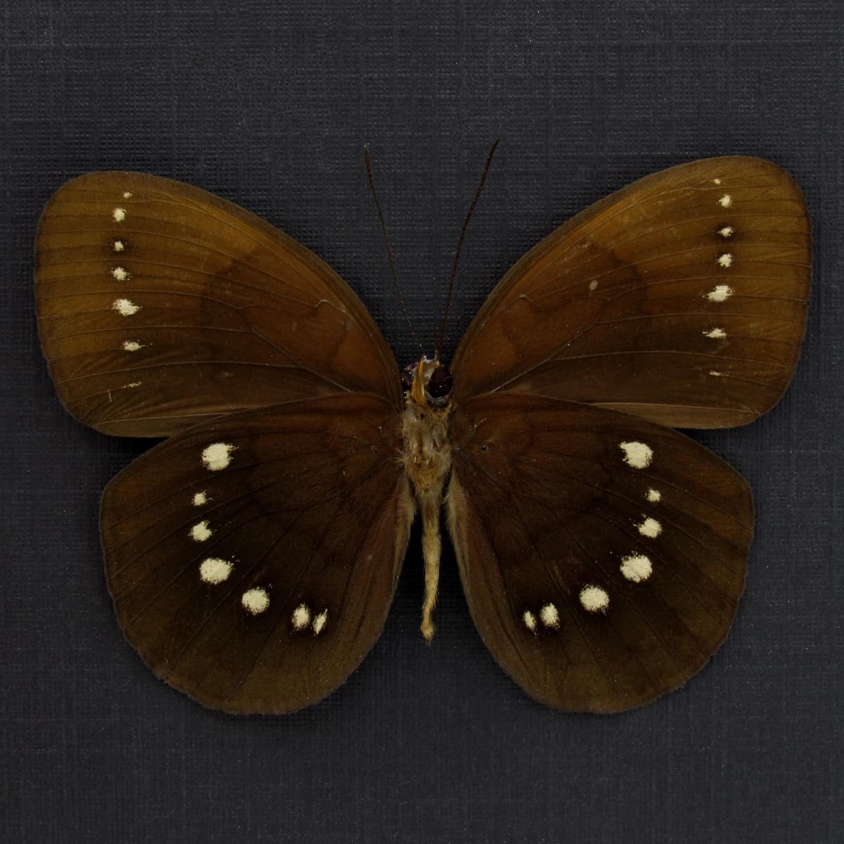 Rare framed Satyr butterfly taxidermy - Satyridae species