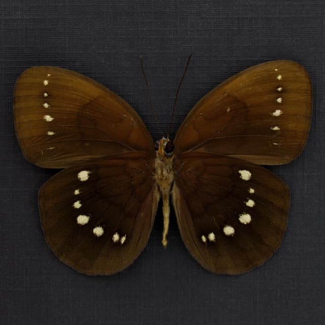 Rare framed Satyr butterfly taxidermy - Satyridae species
