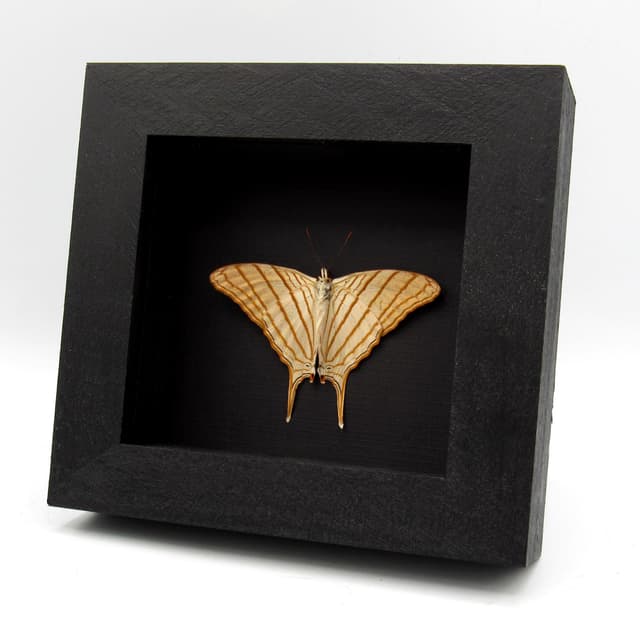 Real framed gold Daggerwing butterfly taxidermy - Marpesia berania - Victorian mount