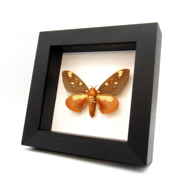 Real Royal Walnut moth framed taxidermy - Citheronia regalis