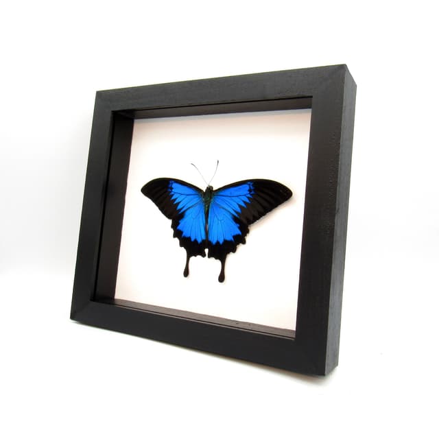 Real XL iridescent Blue Ulysses butterfly framed taxidermy - Papilio ulysses - Victorian mount