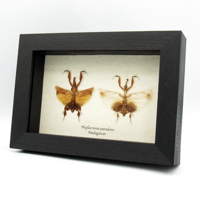 Rare Ghost Mantids framed taxidermy - Phyllocrania paradoxa - male and female pair