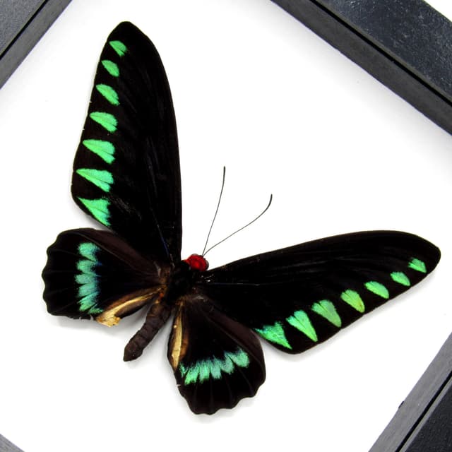 Giant Palawan Birdwing butterfly framed specimen - Trogonoptera trojana