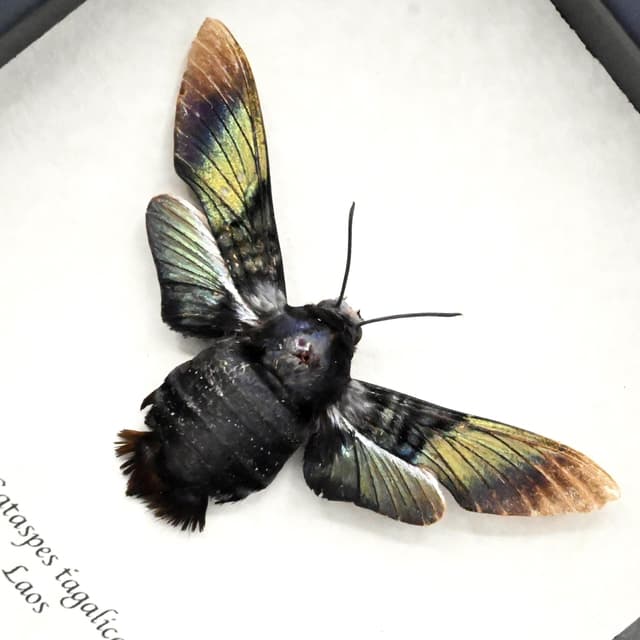 Rare Brilliant Carpenter-bee Hawkmoth framed taxidermy - Sataspes tagalica - female