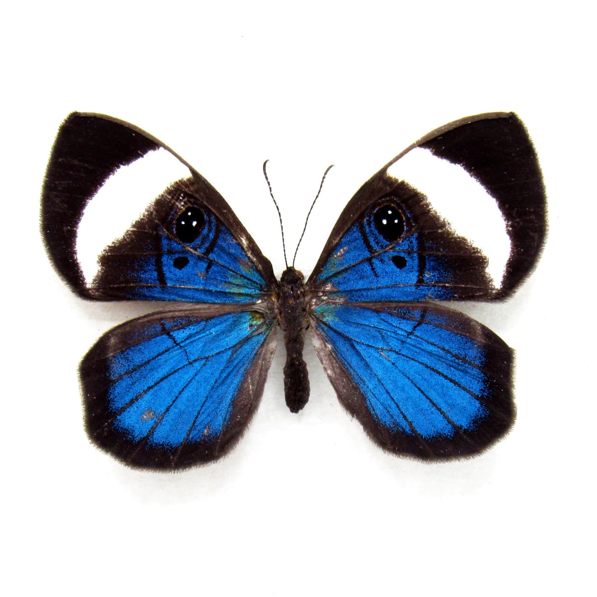 Rare metallic blue Metalmark butterfly framed taxidermy - Mesosemia loruhama - female