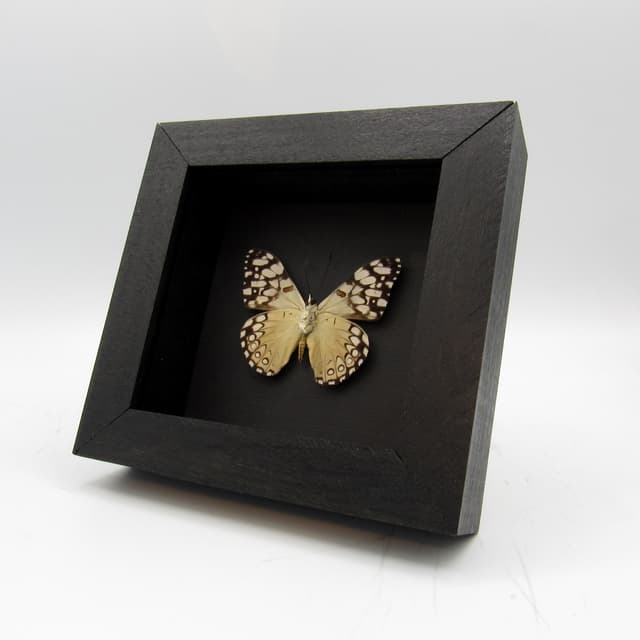 Real white butterfly framed taxidermy - Hamadryas epinome