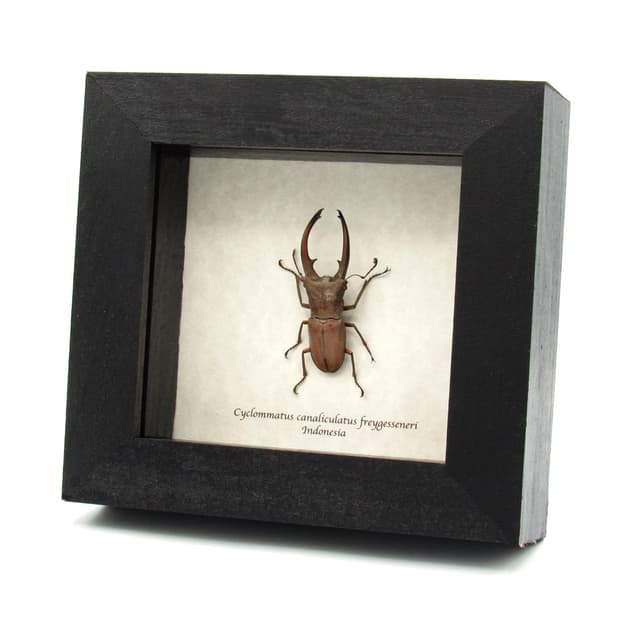 Real Stag beetle framed taxidermy - Cyclommatus canalicatus freygesseneri