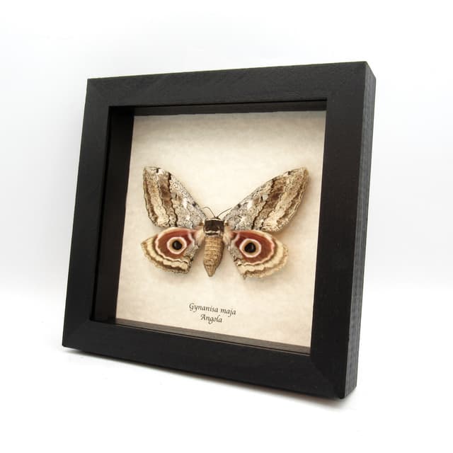 Real pink Speckled Emperor moth framed taxidermy - Gynanisa maja - female