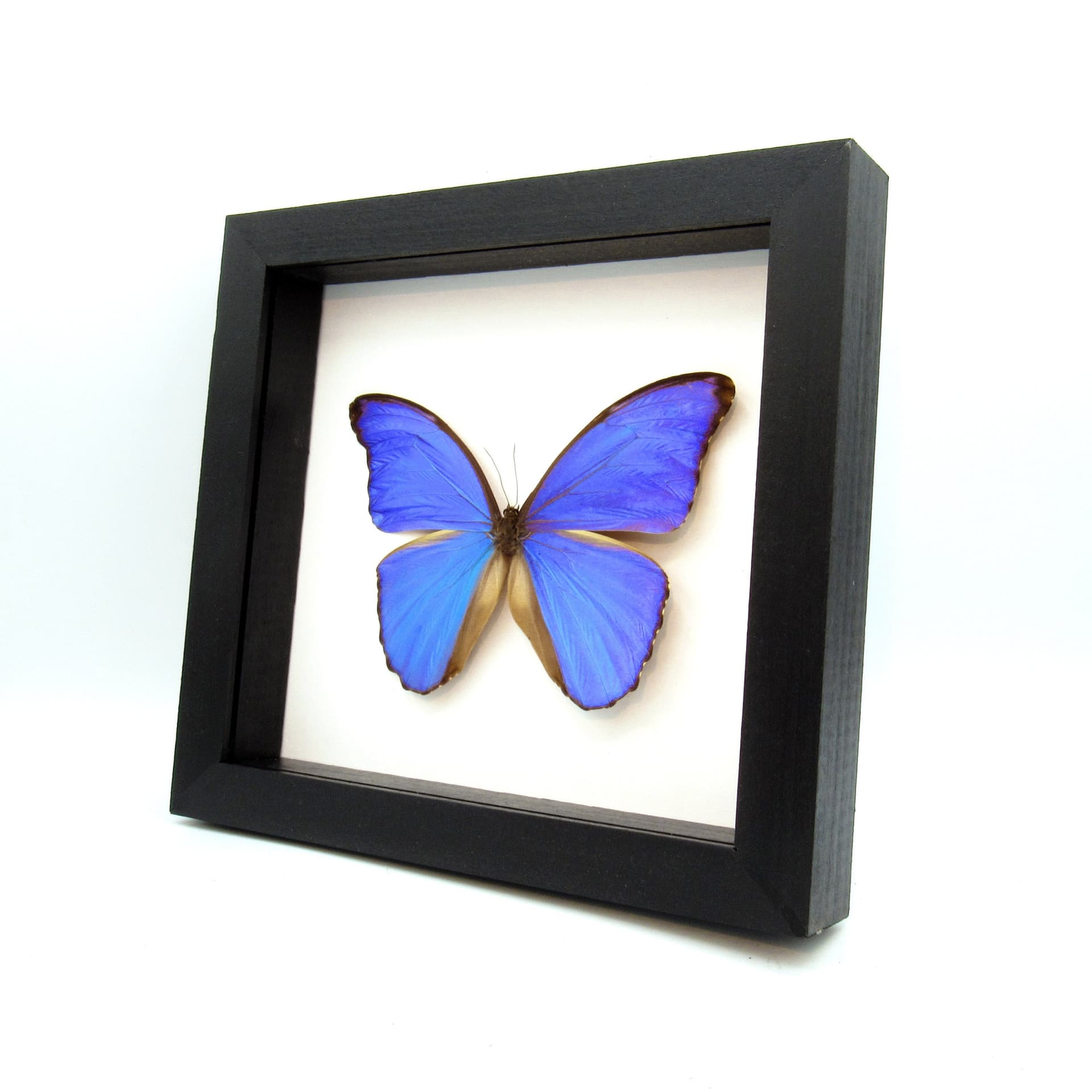 Real giant blue butterfly framed taxidermy - Morpho didius
