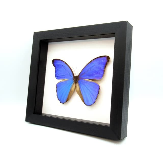Real giant blue butterfly framed taxidermy - Morpho didius