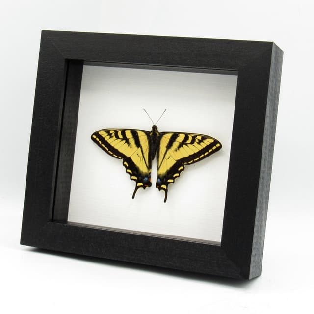 Real Western Tiger Swallowtail butterfly framed taxidery - Papilio rutulus - Victorian mount