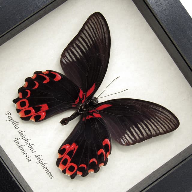 Rare red Swallowtail butterfly framed taxidermy - Papilio deiphobus deiphontes