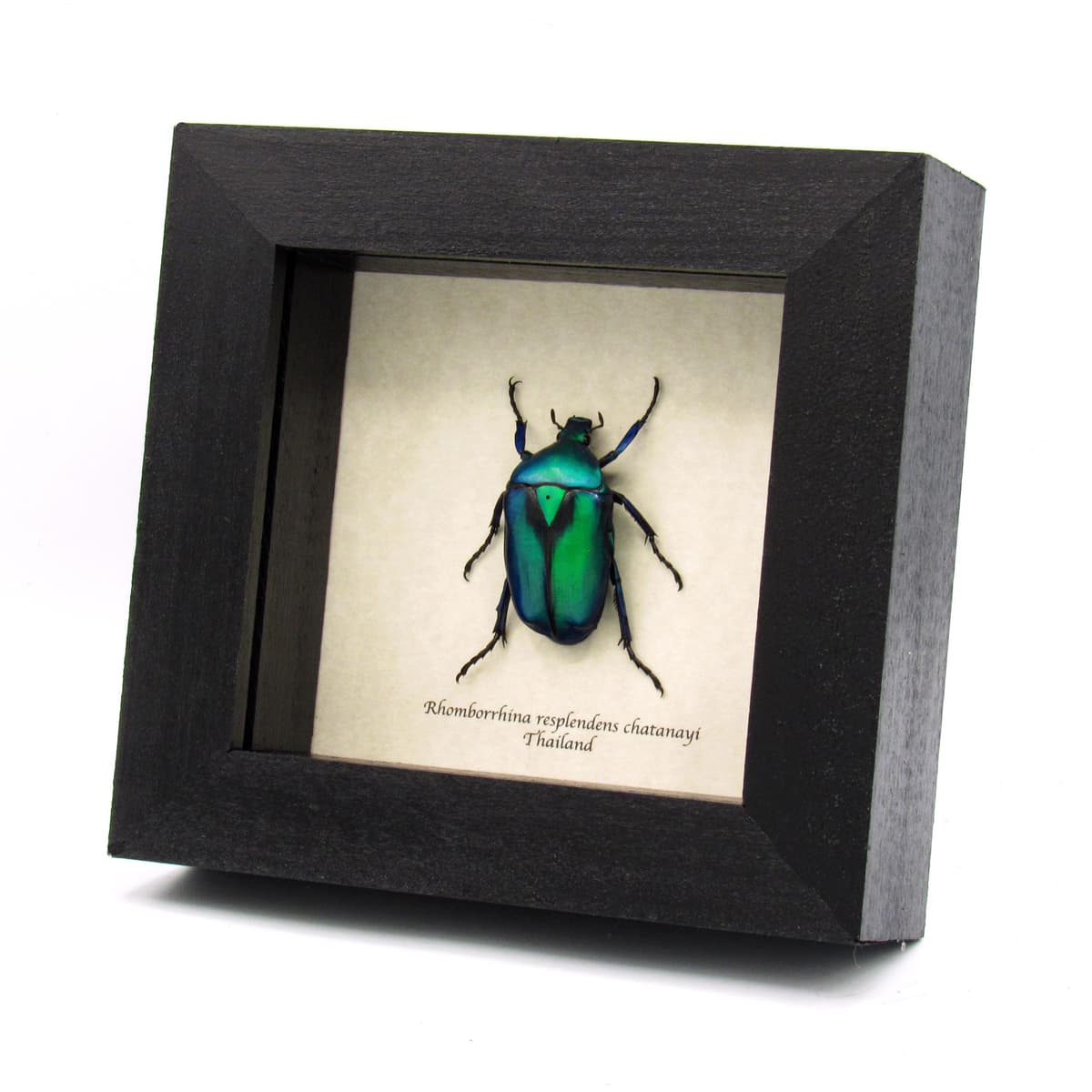 Blue-green metallic scarab beetle framed taxidermy - Rhomborrhina resplendens chatanayi