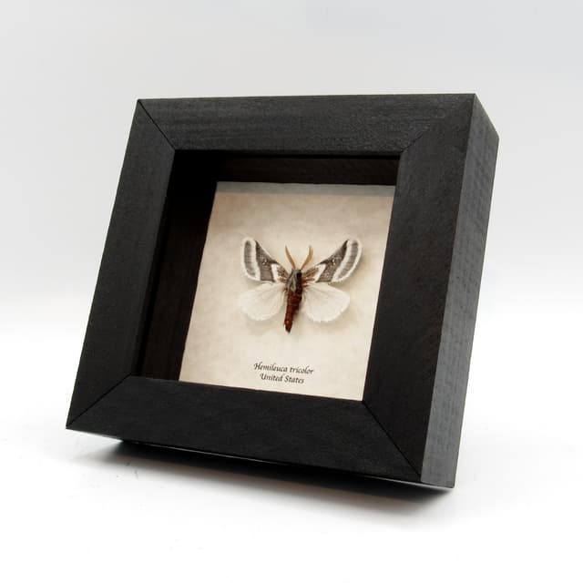 Real Tricolor Buckmoth framed taxidermy - Hemileuca tricolor