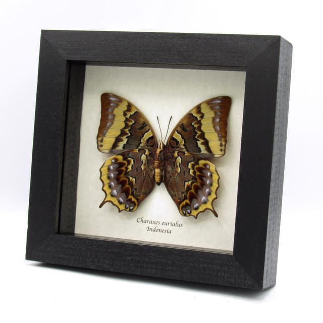 Rare framed butterfly specimen - Charaxes eurialus - XL female
