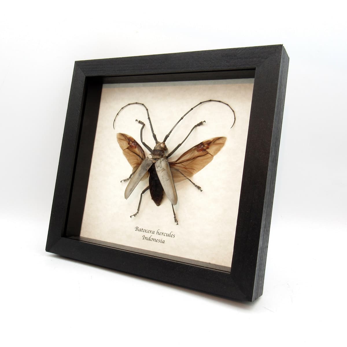 Rare large Long Horn beetle framed taxidermy - Batocera hercules